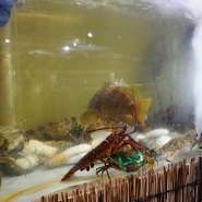 お店の中には大きな水槽があり、グレードの高いお魚や蟹、普段お口にできない食材もご覧いただけます。選んで調理することも可能ですのでスタッフにお声かけください。