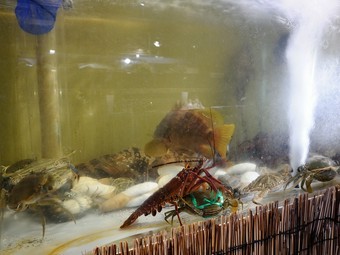 大人の中華レストラン。ぴちぴちの鮮魚が中華料理で楽しめます。