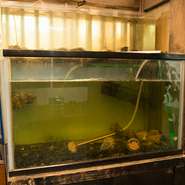 お店の入り口には水槽があります。毎日オーナーが仕入れてくる鮮魚や貝類が皆様をお出迎えしています。鮮魚は天然にこだわり、またお酒の種類も『真鶴』をはじめ豊富に揃えています。海の幸もお楽しみください。