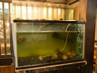 鮮魚は毎日仕入れる天然もの。ぜひご賞味ください