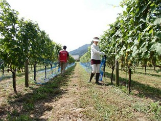 土壌やその年の気候まで、自然そのままを表現するワインを
