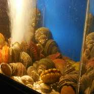 ※天候等により入荷状況変わります。

本日のオススメをご覧ください。