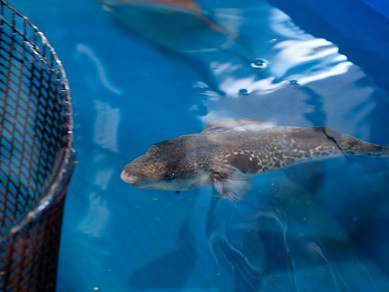 獲れたて新鮮な魚料理をお酒はいかがですか?