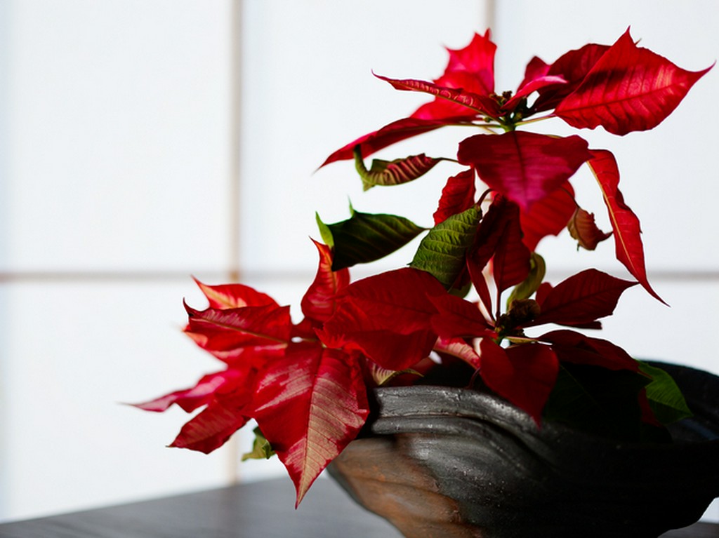 シンプルな店内を季節の花が彩る