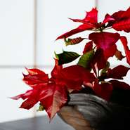 インテリアがシンプルな分、花や器などのソフト部分で季節感を演出します。花器も店主厳選の銘品。