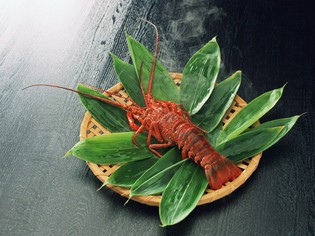 生け簀から出すのはオーダーが入ってから。最高鮮度の伊勢海老