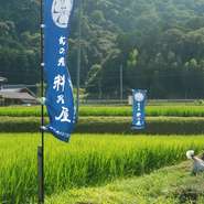 青い空、緑の山。自然がいっぱいの場所でお米がつくられています