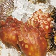 石巻で獲れる生のホヤの刺身を酢につけて。ホヤの旬は7～8月ですが、冬以外なら美味しく食べられます。
