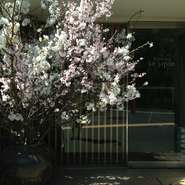 西郷山公園や目黒川もお店から徒歩圏内。店頭には、桜の活け込みもありカウンター席から桜が見えます。