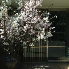 桜の季節には・・・