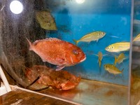 ※仕入れ・入荷の状況により魚の種類が変更になる場合がございます。