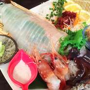 函館直送！活けイカは曜日限定
