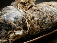 夏が旬の『岩牡蠣』。ボリュームも味も一級品です