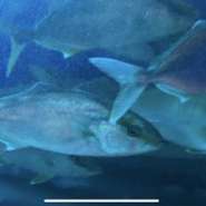 活魚。カンパチ、アジ、イシダイ、スズキ、真鯛、イシガキダイ、平目、真鯖、サザエ、鮑、活イカ、石だこ