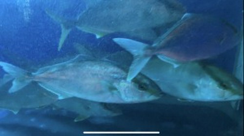 活魚水槽完備！