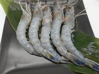 お刺身用の海老です。