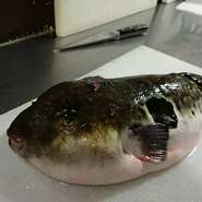 フグ刺しやフグのフルコースも。(２月～３月末)