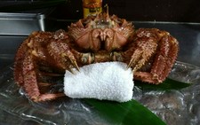 親方の目利きでより良い１品を。
本マグロ、アワビ、生ウニ、仙台牛などトップクオリティーコースです！