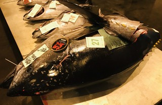 ●2019年12月9日　青森大間産　154キロ　本マグロ1本買い！