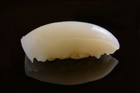 スミイカは1匹から3貫ほどしか取れない貴重なイカです。歯ごたえが違います。