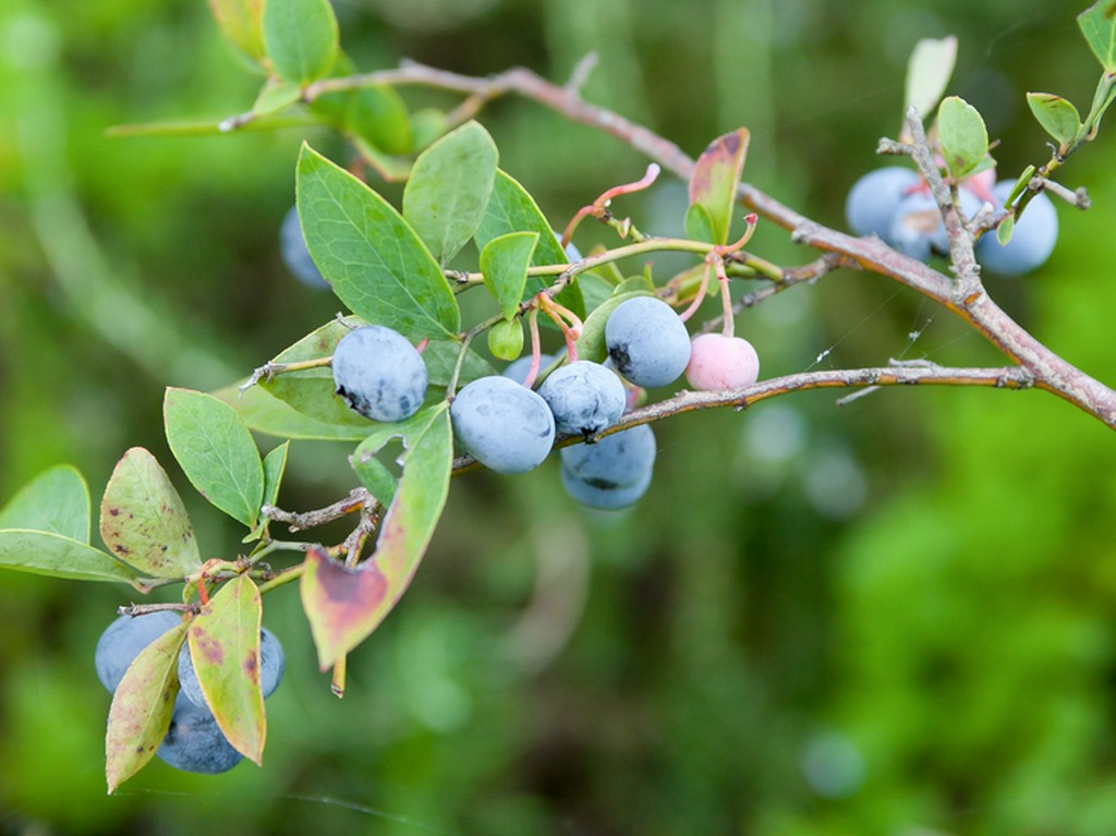 四季の移ろいを「景観」と「料理」から楽しめるのもこの店の魅力