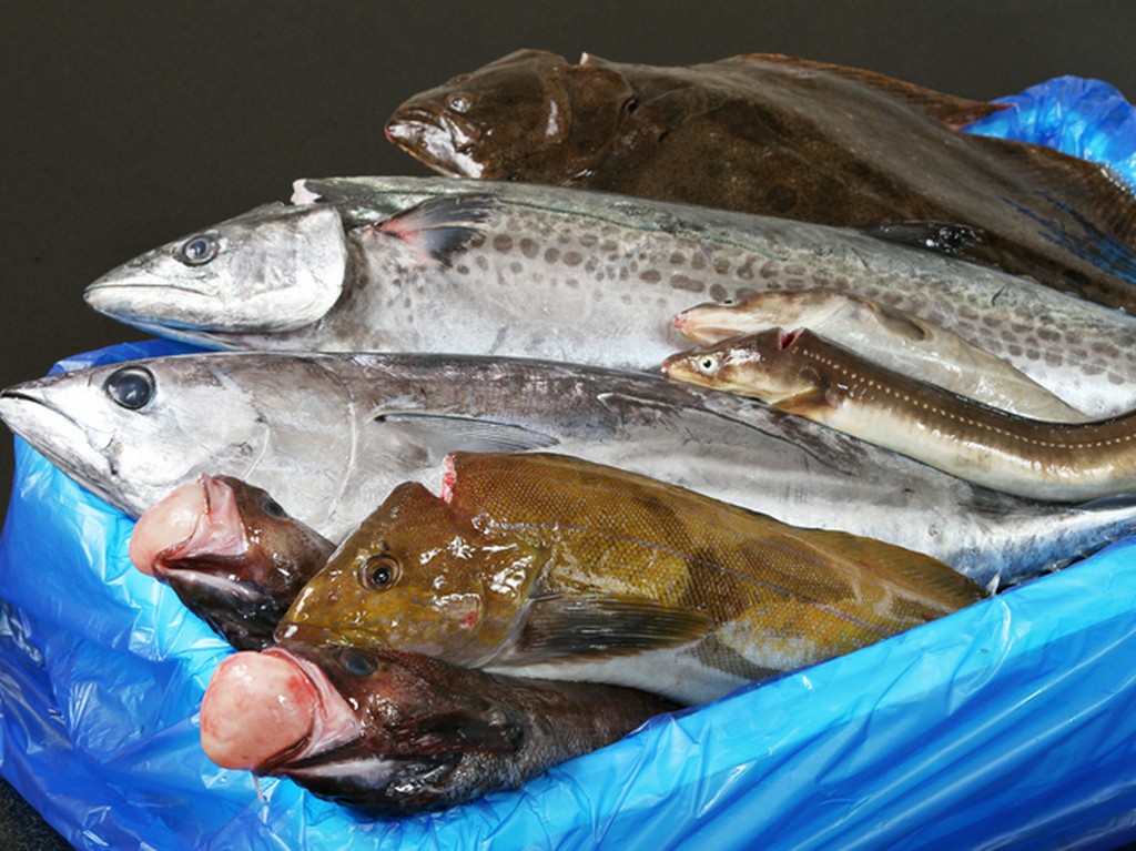 漁港からお店に直送！　 鮮度抜群だから味わえるメニューもあり