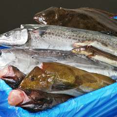 漁港からお店に直送！　 鮮度抜群だから味わえるメニューもあり