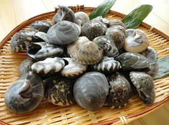 希少な逸品。あっさりした味が人気の小さな巻貝　『ながらみ』