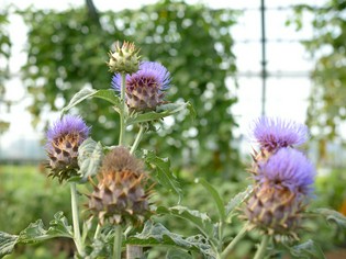 庄内の食材を牽引してきた山澤清さんのハーブや在来野菜
