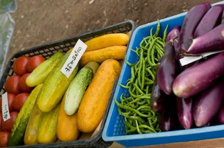 地球・宇宙規模の視点から栽培する在来野菜