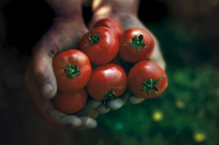 自分たちが本当においしいと思うトマトを栽培