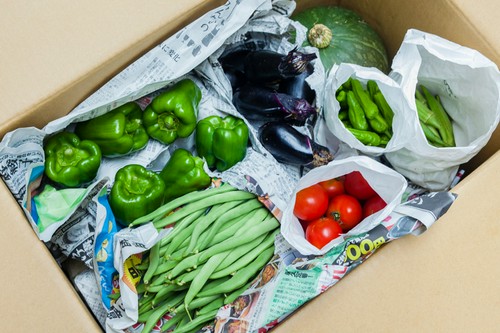 採れたて旬の野菜が天ぷらに