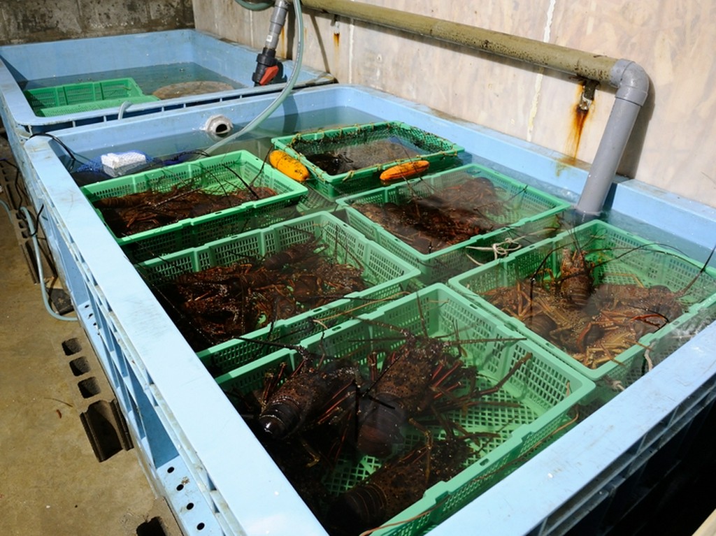 獲れたての新鮮さを満喫する「海女料理」の代表活け『伊勢海老』