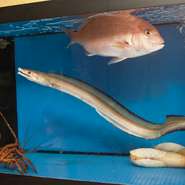 港に揚がった獲れたての魚が泳ぐ、水槽が設置されています