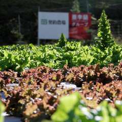 契約農家から仕入れた無農薬野菜はサラダで存分に味わって欲しい