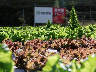 契約農家から仕入れた無農薬野菜はサラダで存分に味わって欲しい