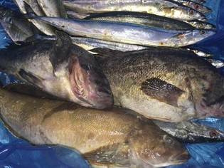 函館の漁港直送の新鮮な旬の「魚介類」を生かすメニューづくり