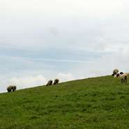 気候、風土、気質も違う山形のそれぞれの地域から集まる選りすぐりの食材を堪能できます。