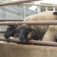 生まれたばかりの頃は、できるだけ放牧し、自然の草を食べさせ、強い身体をつくります。出荷が近づくに連れ、乾草に変え、肉に生臭さがつかないようにしています。