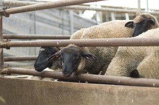 成長、性別に合わせてエサや育て方を変えています