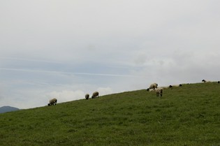 庄内の環境に最も合った羊種「サフォーク」