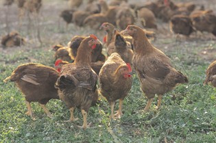 フランスの食文化から影響を受けた、物語のある食材をつくること