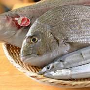 和歌山名産「もちびんちょう」は、数百匹に一匹の稀少品、もっちりした食感の特選マグロです。信頼のおける仕入れ先に依頼し厳選直送。また旬の味を堪能していただける新鮮な食材をなじみの業者から仕入れています。