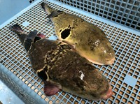 【活とらふぐ】ふぐ皮湯引き、てっさ、てっちり、雑炊orうどん
(別料金でふぐ唐揚げ・白子も承ります)

※飲み放題コースは4名様以上でお願いします
～てっちりは3日前までの要ご予約です～