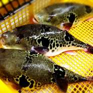 【活とらふぐ てっちりコース】
飲み放題コースは4名様以上でお願いします。
