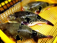 【活とらふぐ てっちりコース】
飲み放題コースは4名様以上でお願いします。
