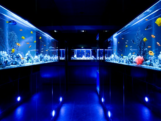 個室aquarium Resort 青の洞窟 難波店 なんば ダイニングバー のグルメ情報 ヒトサラ