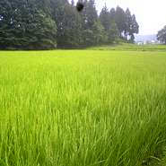 ≪米≫

私の幼なじみが、新潟の魚沼地区で特別栽培のコシヒカリを作っています。
 毎年、品評会で上位を取っている最高級品です。
お客様の食べるペースに合わせ、一席ごとに釜で炊き上げます。
 昔懐かしい香りのする、おかずがなくても御飯がすすむ本物の米の味を堪能してください。
