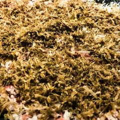  熟成近江牛モモ肉のしゃぶしゃぶカルパッチョ仕立て、トリュフ風味