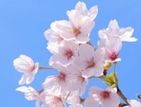 【ランチ】NEW!! とうふ家 季節限定 パスタセット(2026.3月)